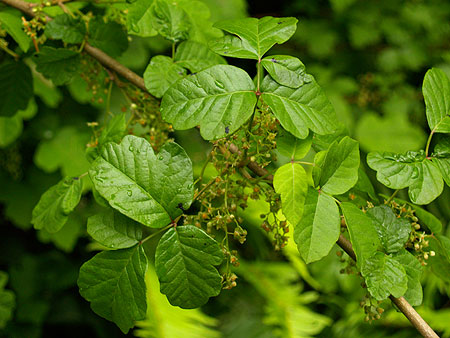 what to do for poison oak